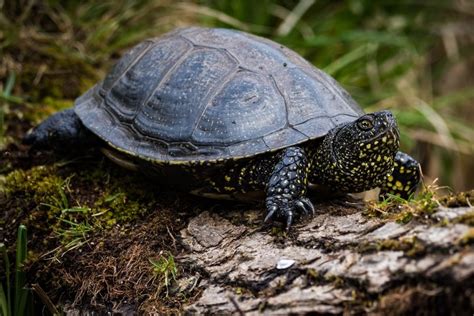 Do European Pond Turtles Eat Fish