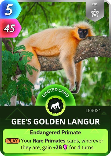 Gee's Golden Langur