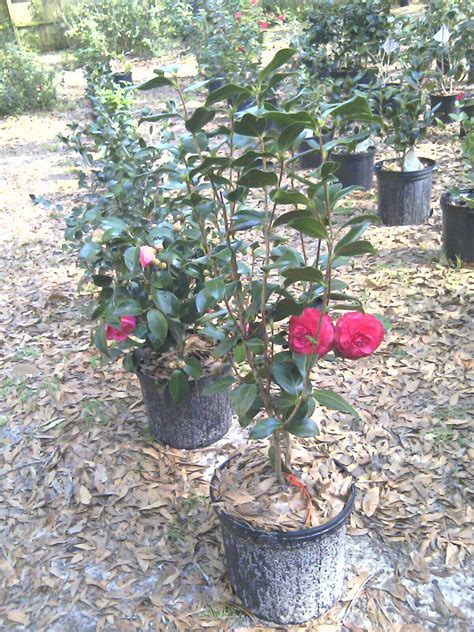 Marylynn Camellia Heaven Flowers Tallahassee Fl Page