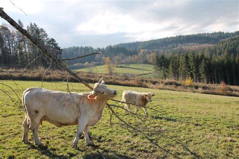 Observatoire De La Fili Re Bovin Viande Auvergne Rh Ne Alpes Donn Es