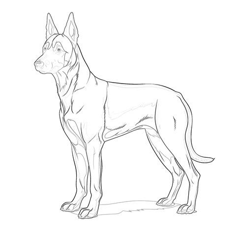 Belgian Malinois Coloring Pages | Coloring Pages Mimi Panda