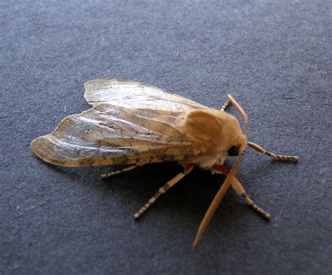 Nature Id Edwards Glassy Wing Moth 071410 At Home