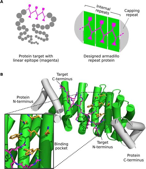 The Modular Nature Of Designed Armadillo Repeat Proteins DArmRPs A