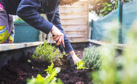 Tipos De Huertos Para Cultivar En Casa Y Los Beneficios Que Aportan