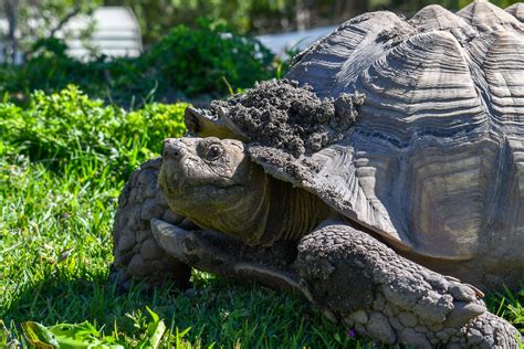 Our Residents — Turtle and Tortoise Rescue