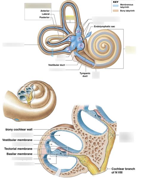 Inner Ear Diagram Quizlet