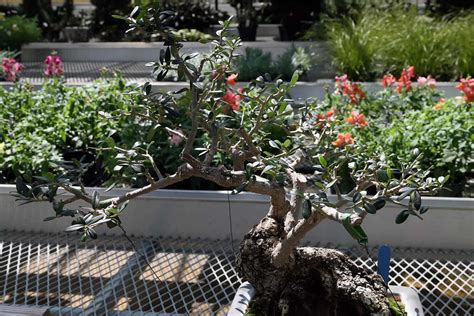 72 Different Olive Tree Varieties - ProGardenTips