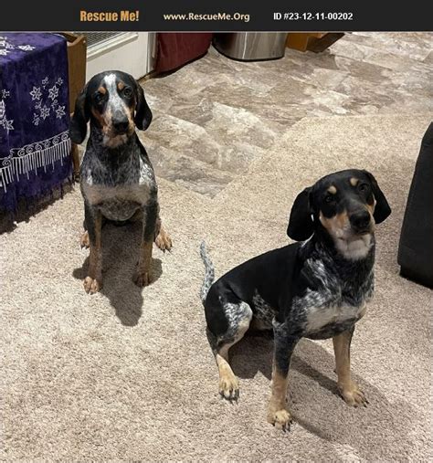 ADOPT 23121100202 Bluetick Coonhound Rescue Delta CO