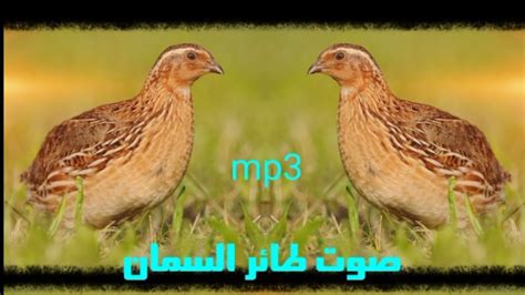 صوت طائر الفرى Mp3 Common Quial Sound Youtube