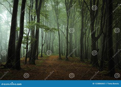 Dreamy Foggy Dark Forest Trail In Moody Forest Stock Image Image Of