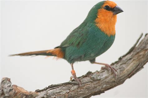 Red Faced Parrotfinch Aviculture Hub