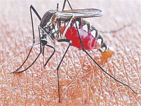 Dengue Killed Three People In Two Days डेंगू से दो दिन में तीन लोगों