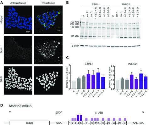 Effect Of Rna And Dna Asos Mers On Shank Levels In Hipscs H