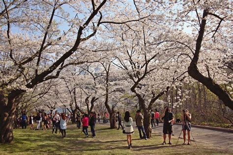 High Park Cherry Blossoms 2015 | Susan Drysdale