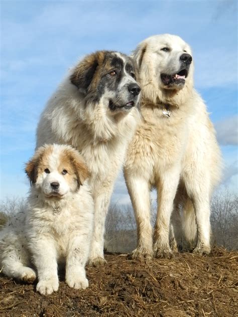 Ask The Shepherdlivestock Guardian Dogs With Hannah Smith Living