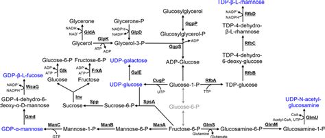 Metabolism And Degradation Of Nucleotide Sugars And Sugar Osmolytes Download Scientific Diagram