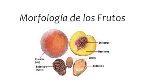 Morfología y partes de los frutos PDF InfoAgronomo