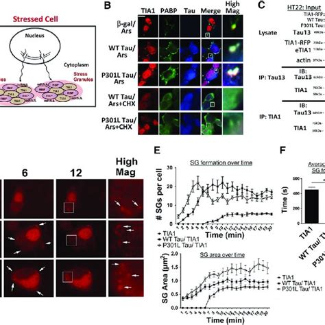 TIA1 Regulates tau Misfolding and Stimulates Consolidation of Misfolded ... 