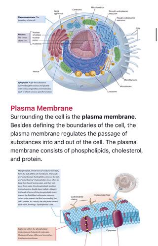 Cells And Tissues Flashcards Quizlet