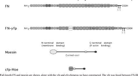 Figure 1 From Dual Labeling Of The Fibronectin Matrix And Actin