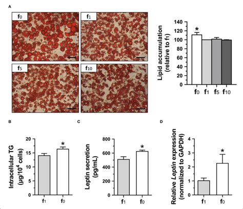 Folate Deficiency Enhanced Lipid Accumulation And Leptin Secretion Of