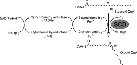 Figure 1 From CHARACTERIZATION AND REGULATION OF HUMAN STEAROYL COA