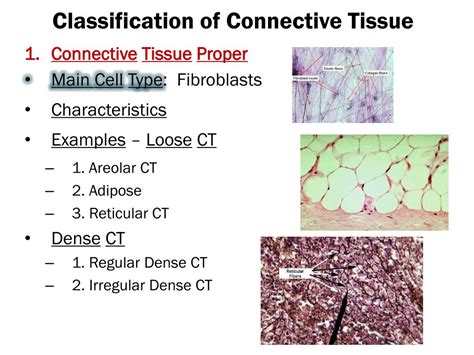 Connective Tissue Types