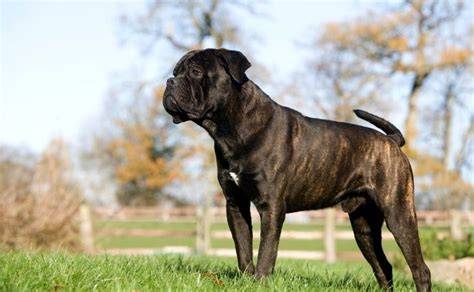 Cane Corso Raza De Perro Hola Mascotas