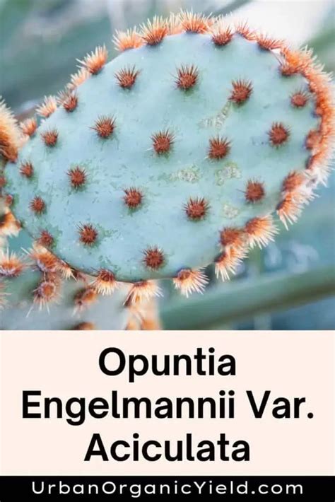 Common Types Of Opuntia Varieties | UrbanOrganicYield.com