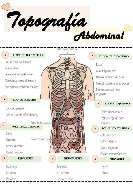 Topografía Abdominal Estephany uDocz