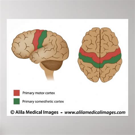 Precentral gyrus and postcentral gyrus print | Zazzle