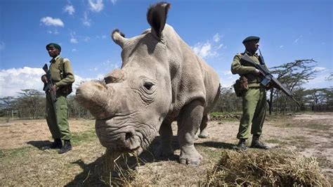 Afrique du Sud Remise à létat sauvage dune centaine de rhinocéros