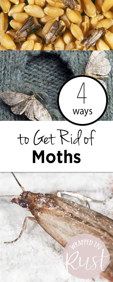 4 Ways to Get Rid of Moths - Wrapped in Rust | Getting rid of moths, Pest control, Diy pest control