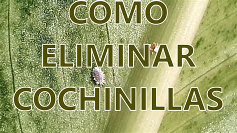 Cenagal Laringe Ejemplo Como Eliminar La Cochinilla De Las Plantas