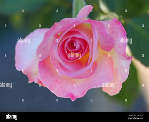 Fibonacci Sequence In Roses