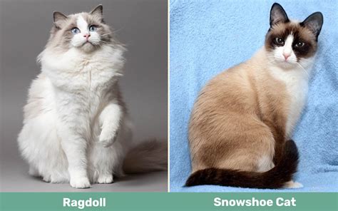 Snowshoe Ragdoll Cat: Info, Pictures, Temperament & Traits - Catster