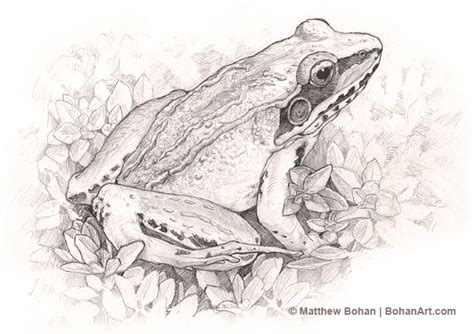 Wood Frog Pencil Sketch – Bohan Art