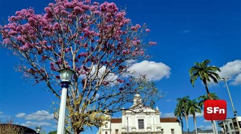 Vídeo Floração De Ipês Cria Belas Paisagens E Encanta Moradores Em São