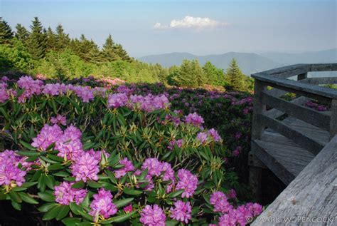 Appalachian Treks: Rhododendron Gardens