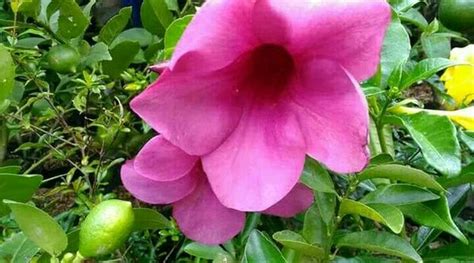 Jual Tanaman Hias Alamanda Pink Muda Di Lapak Mahameru Flora Bukalapak