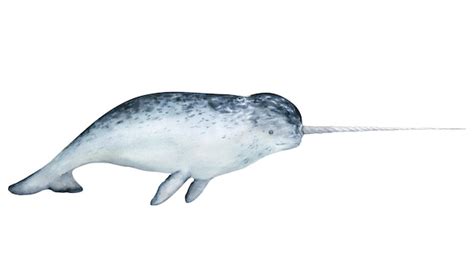 Premium Photo Narwhal Watercolor Illustration Isolated On White