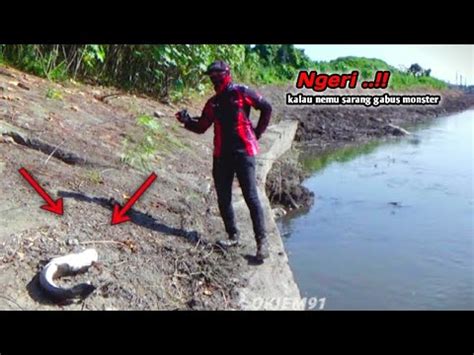 Ngeri Umpan Turun Langsung Sambar Mancing Ikan Gabus Di Sungai Liar