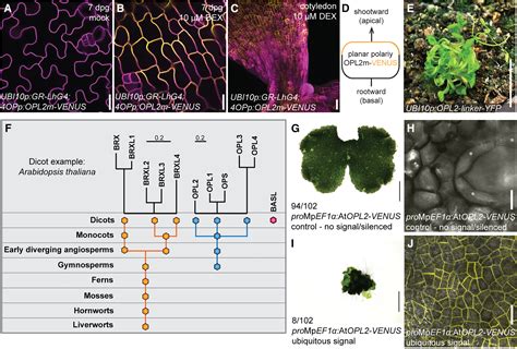 Arabidopsis Stomatal Lineage Cells Establish Bipolarity And Segregate