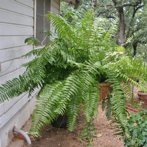 Giant Sword Fern (Nephrolepis biserrata 'Macho') - Garden.org