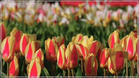 Tulip Bulbs Tulip Plant Bulbsgarden Plantstuliptulip Bulbs For Planting Tulip Flowers