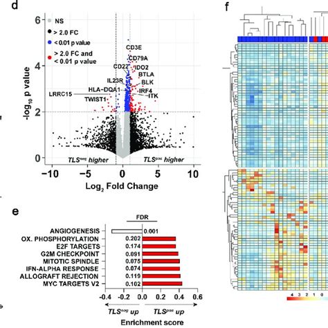 Early Stage Tls Tumors Are T And B Cell Inflamed With Distinctive