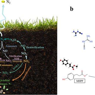 Biological and chemical nitrification inhibitors exhibited different ...