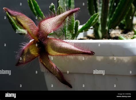 Stapelia Gettleffii Flower Hi Res Stock Photography And Images Alamy