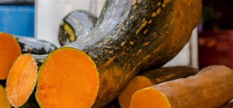Tipos De Abobora De Pescoço - Conheça 6 tipos de abóbora para saber escolher melhor