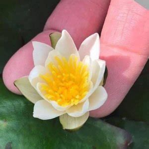 20 Miniature Water Lily Varieties for a Container Water Garden